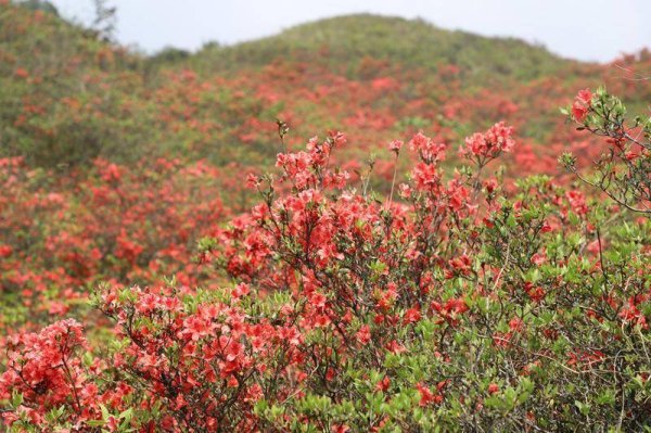 联丰优配  融水：杜鹃花开美如画 生态旅游受青睐