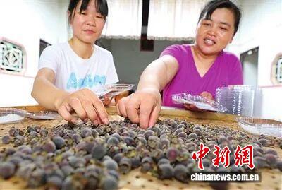 中鼎策略 （乡村行·看振兴）广东河源竹塘村：桃金娘成“致富果”